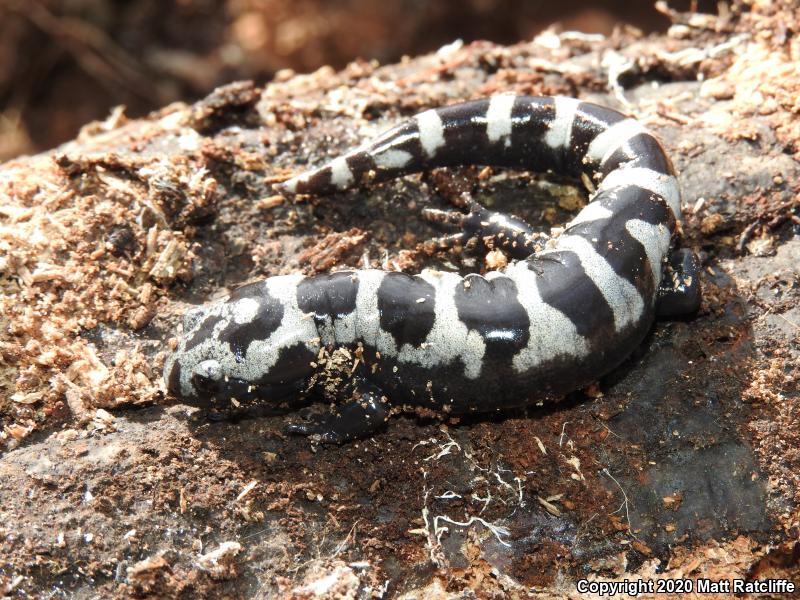 Marbled Salamander (Ambystoma opacum)