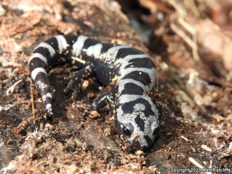 Marbled Salamander (Ambystoma opacum)