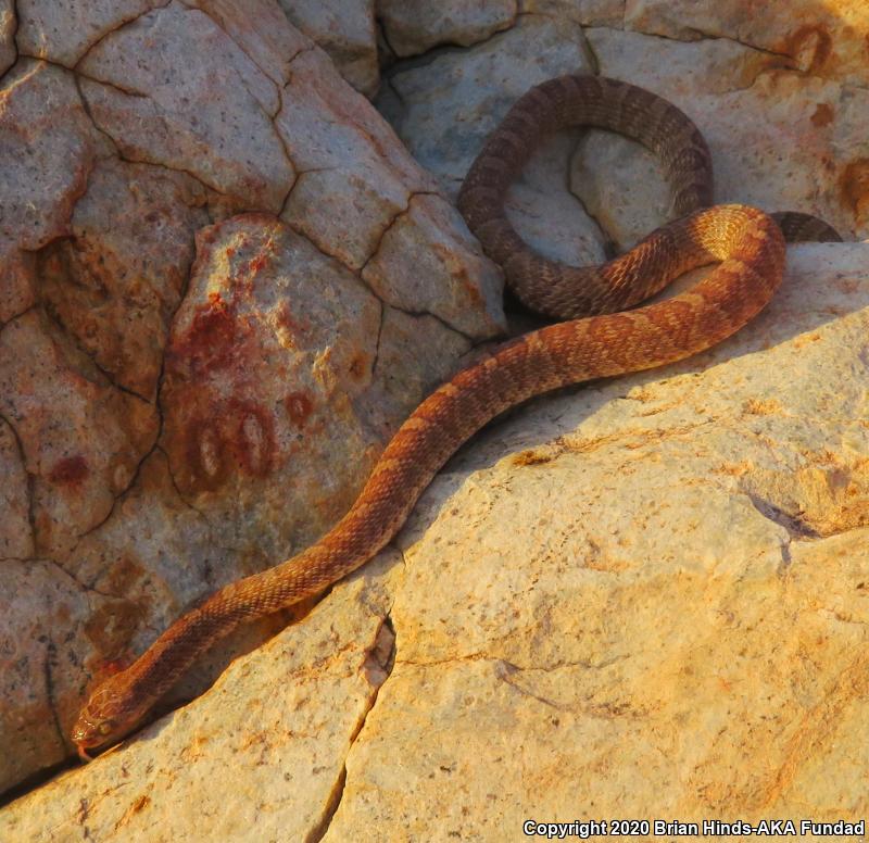 Baja California Lyresnake (Trimorphodon biscutatus lyrophanes)