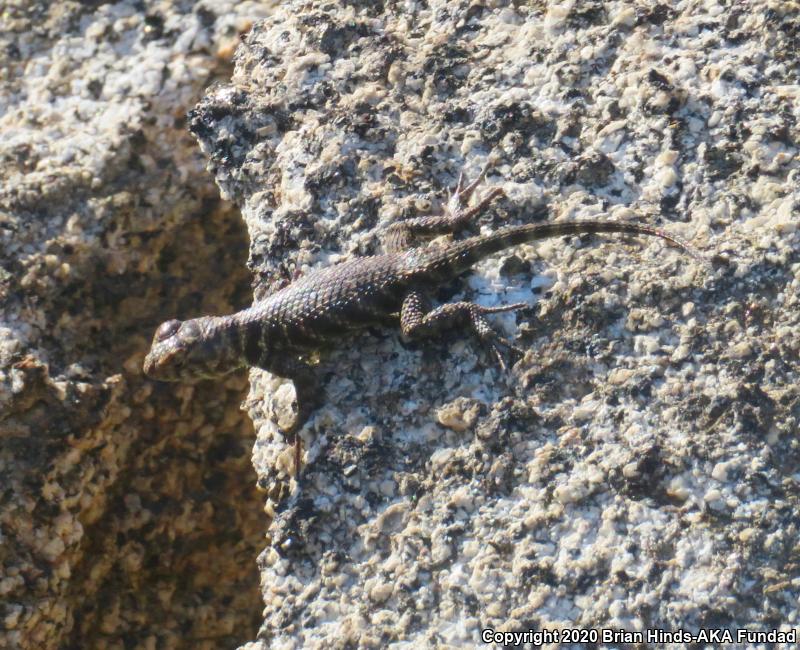 Granite Spiny Lizard (Sceloporus orcutti)