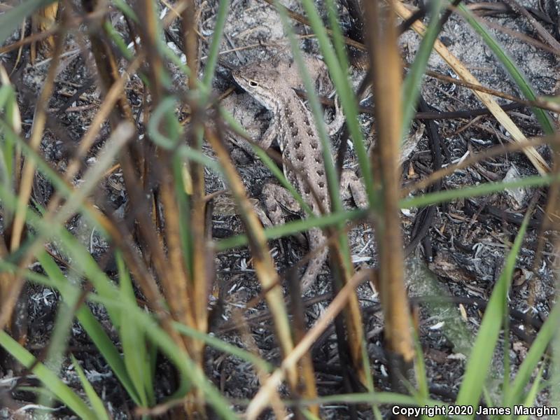 Northern Keeled Earless Lizard (Holbrookia propinqua propinqua)