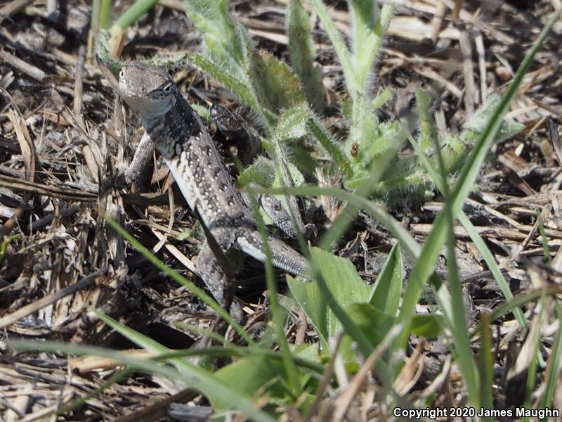 Northern Keeled Earless Lizard (Holbrookia propinqua propinqua)