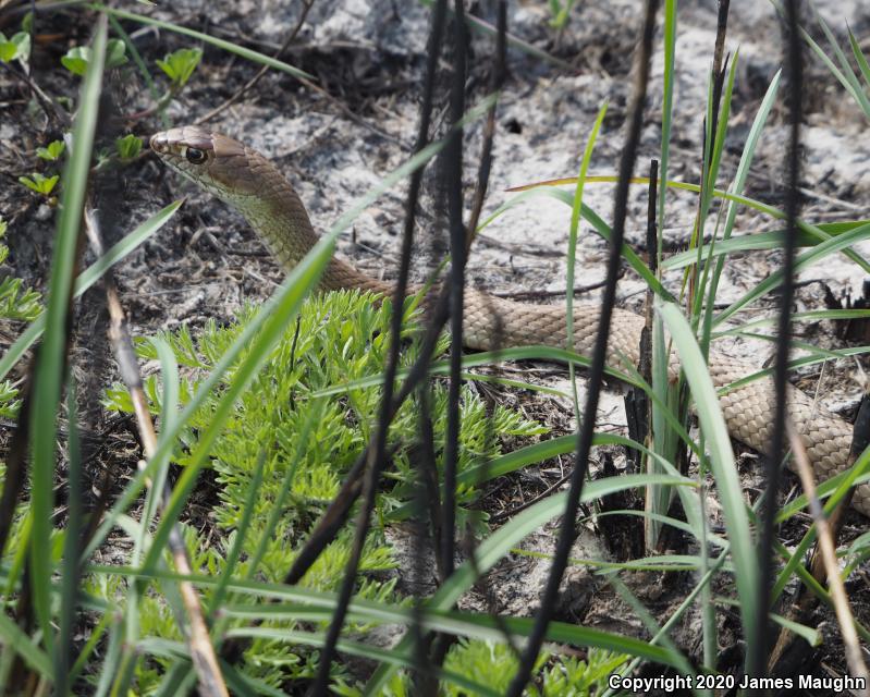 Western Coachwhip (Coluber flagellum testaceus)