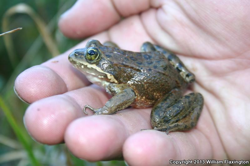 Oregon Spotted Frog (Rana pretiosa)