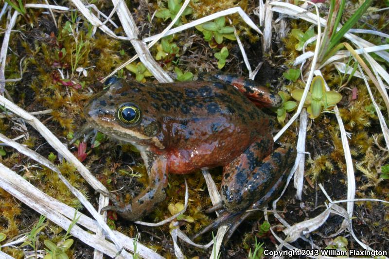 Oregon Spotted Frog (Rana pretiosa)