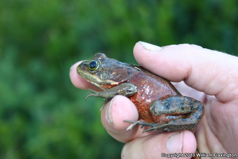 Oregon Spotted Frog (Rana pretiosa)