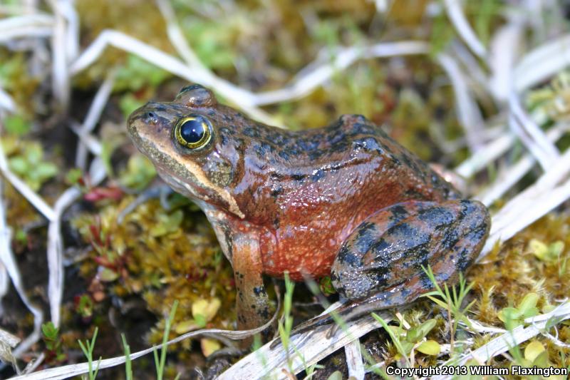 Oregon Spotted Frog (Rana pretiosa)