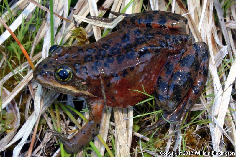 Oregon Spotted Frog (Rana pretiosa)