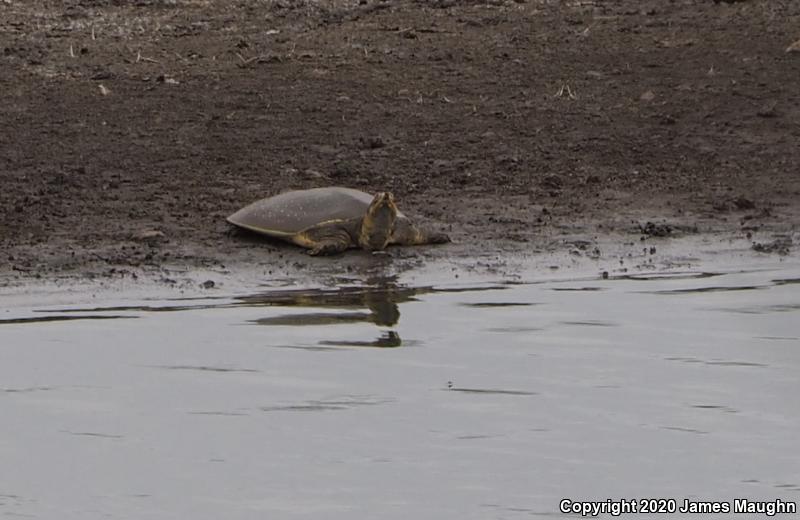 Guadalupe Spiny Softshell (Apalone spinifera guadalupensis)