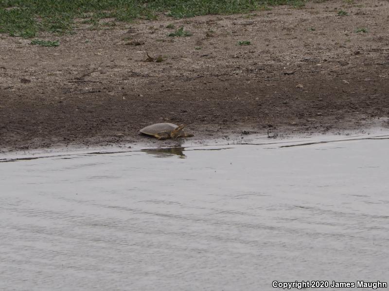 Guadalupe Spiny Softshell (Apalone spinifera guadalupensis)