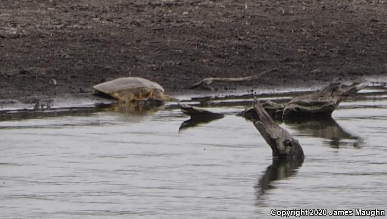 Guadalupe Spiny Softshell (Apalone spinifera guadalupensis)