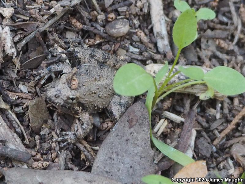 Northern Cricket Frog (Acris crepitans)