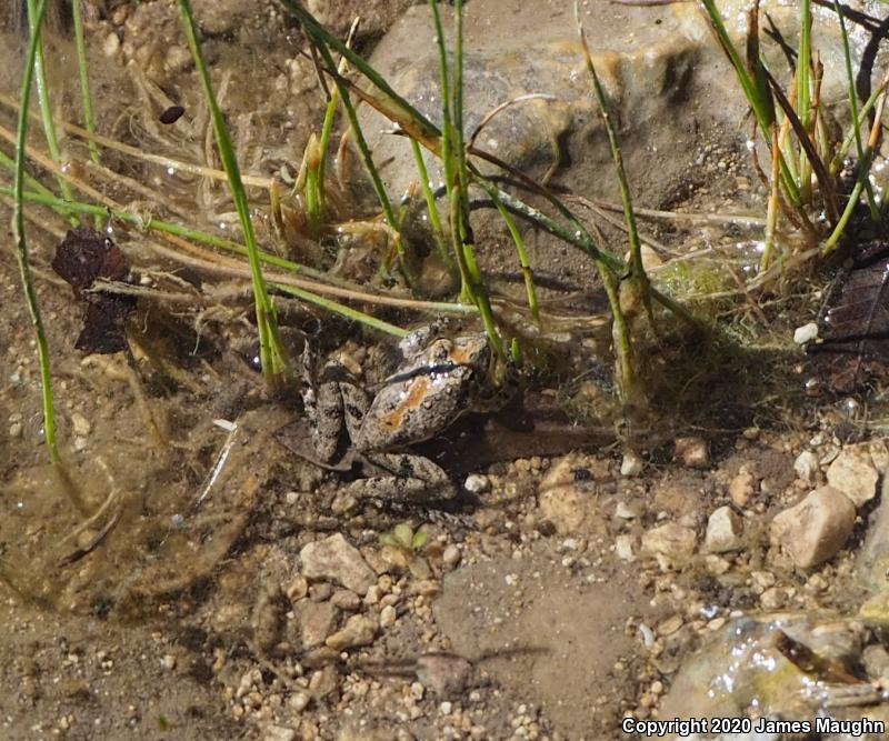 Northern Cricket Frog (Acris crepitans)