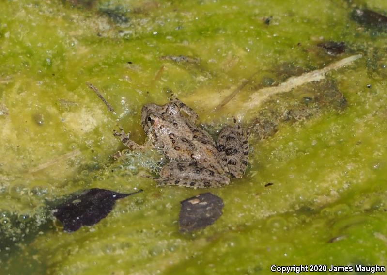 Northern Cricket Frog (Acris crepitans)