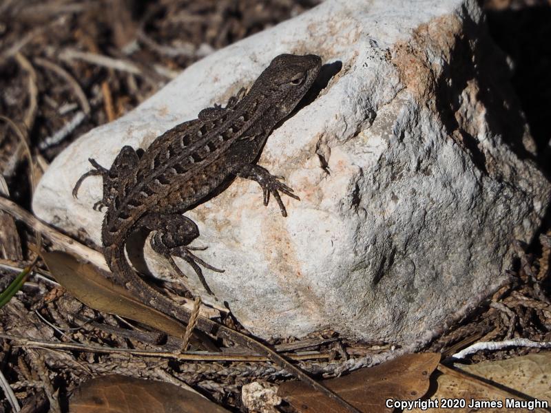 Texas Rose-bellied Lizard (Sceloporus variabilis marmoratus)