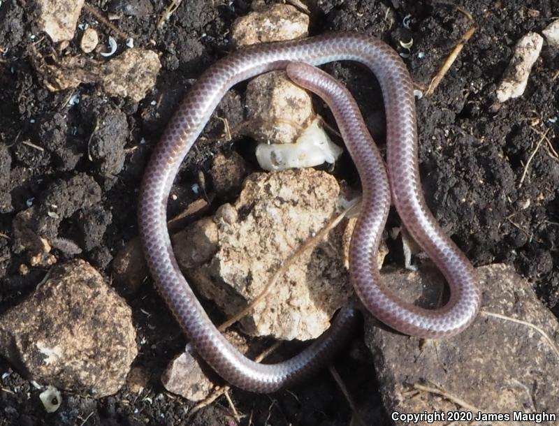 Texas Threadsnake (Leptotyphlops dulcis)