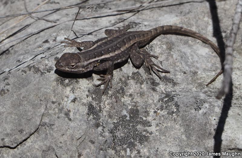 Texas Rose-bellied Lizard (Sceloporus variabilis marmoratus)