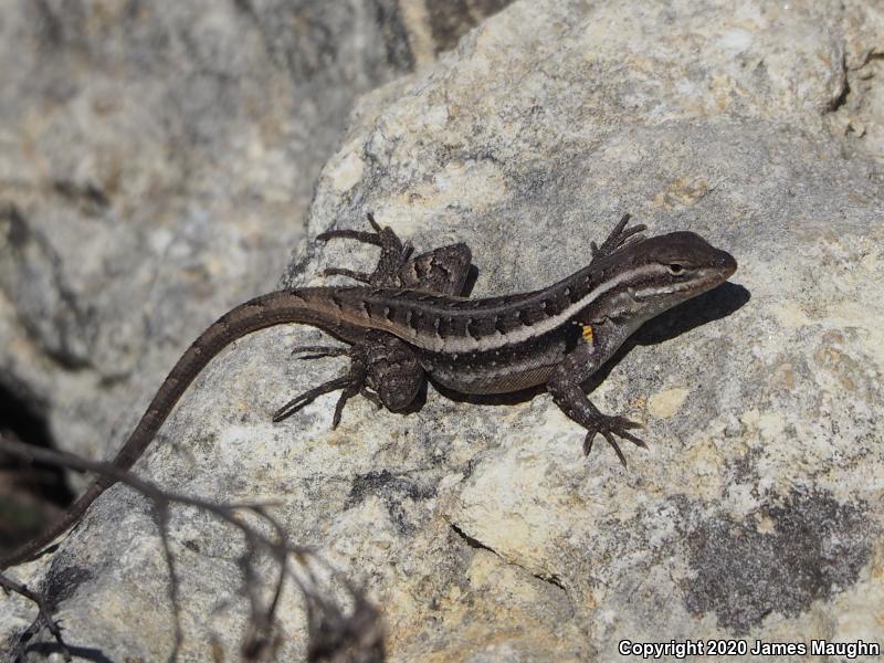 Texas Rose-bellied Lizard (Sceloporus variabilis marmoratus)