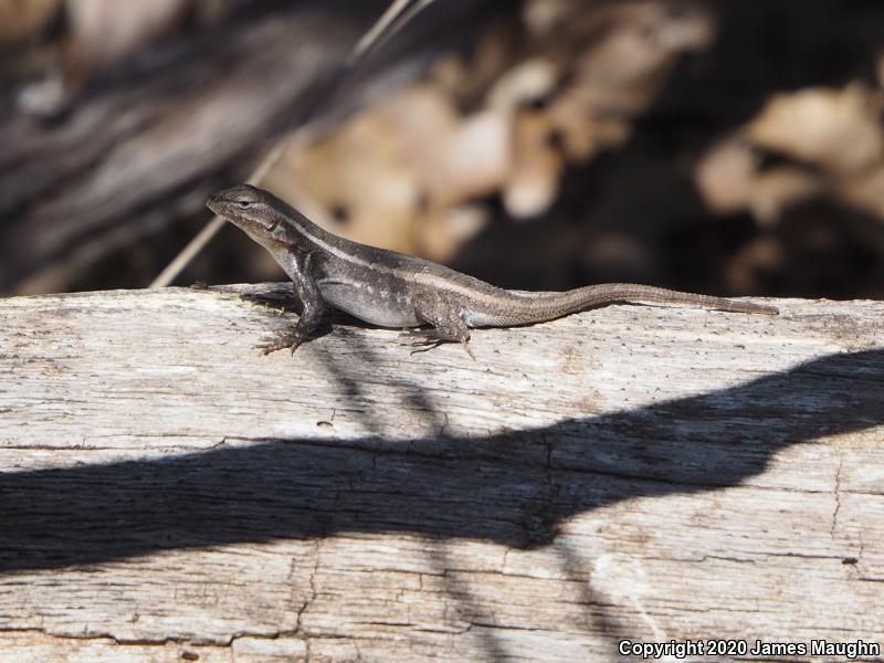 Texas Rose-bellied Lizard (Sceloporus variabilis marmoratus)