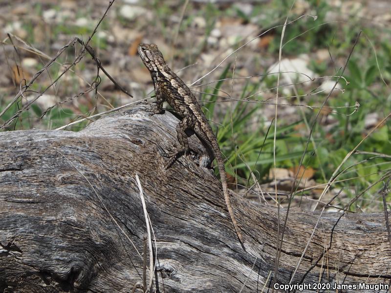 Texas Spiny Lizard (Sceloporus olivaceus)