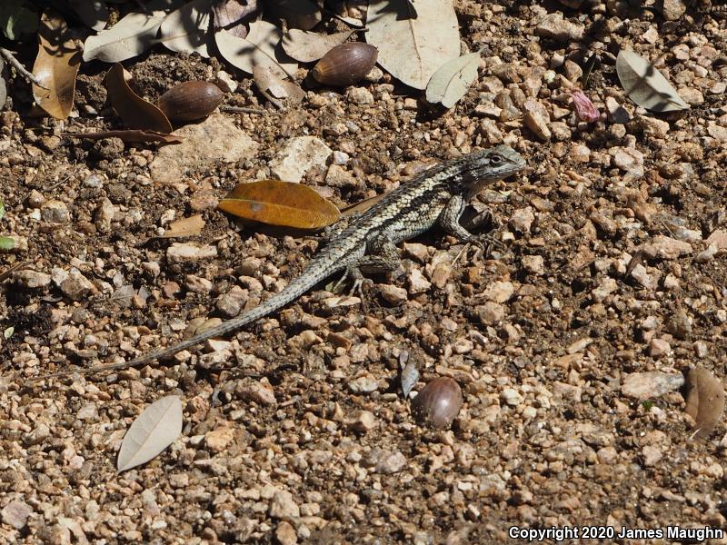 Texas Spiny Lizard (Sceloporus olivaceus)