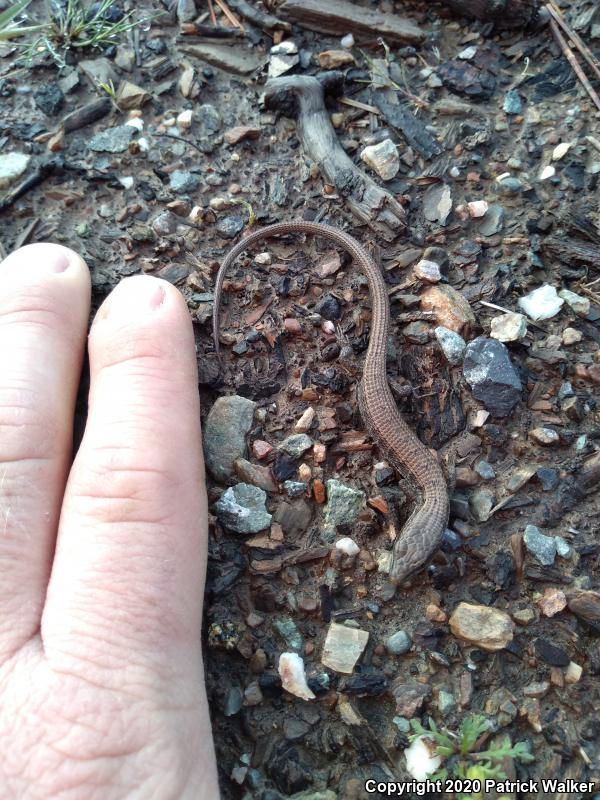 California Alligator Lizard (Elgaria multicarinata multicarinata)