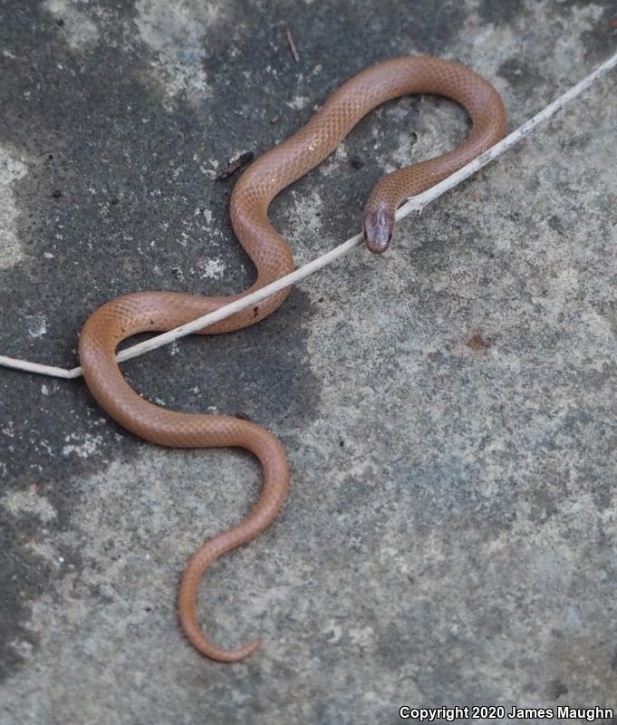 Flat-headed Snake (Tantilla gracilis)