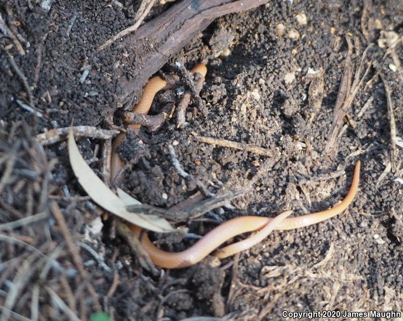 Flat-headed Snake (Tantilla gracilis)