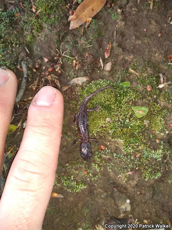 Arboreal Salamander (Aneides lugubris)