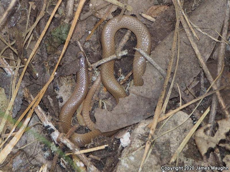 Flat-headed Snake (Tantilla gracilis)