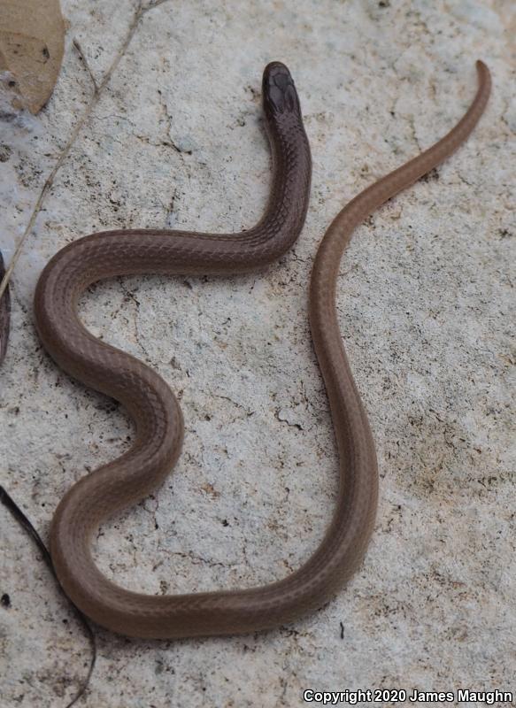 Flat-headed Snake (Tantilla gracilis)