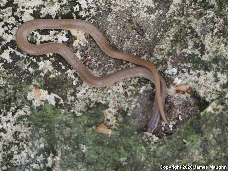 Flat-headed Snake (Tantilla gracilis)