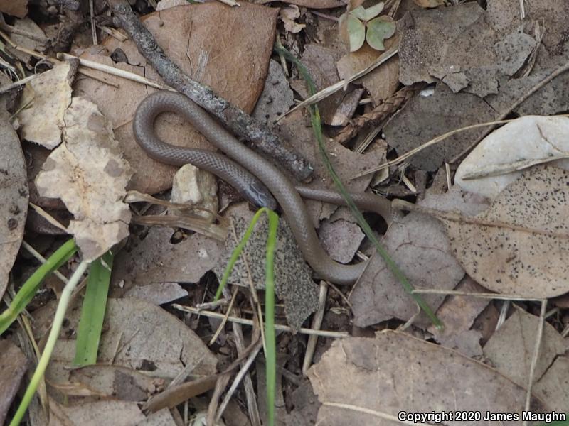 Flat-headed Snake (Tantilla gracilis)