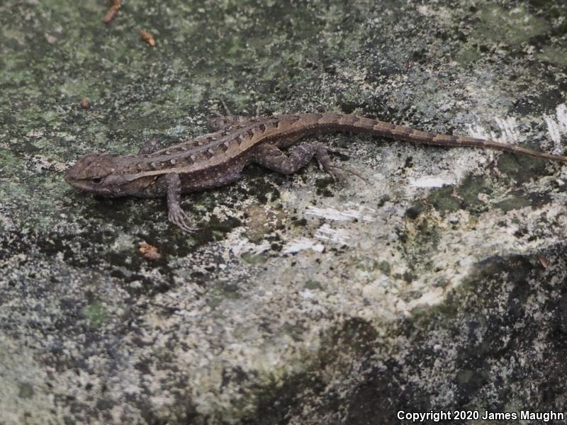 Texas Rose-bellied Lizard (Sceloporus variabilis marmoratus)