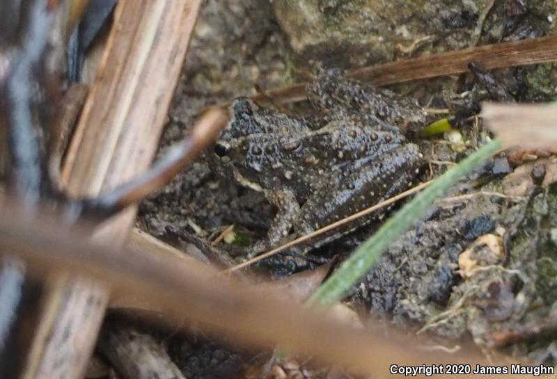 Northern Cricket Frog (Acris crepitans)