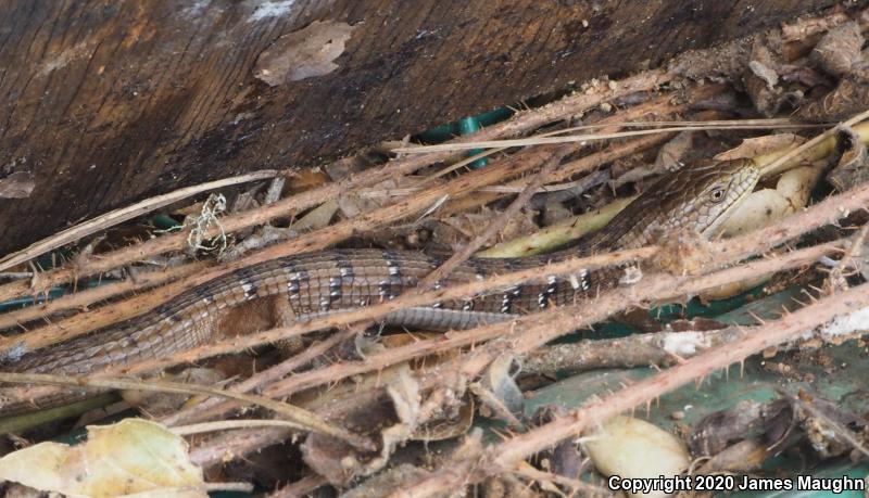 California Alligator Lizard (Elgaria multicarinata multicarinata)