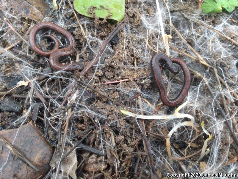 California Slender Salamander (Batrachoseps attenuatus)