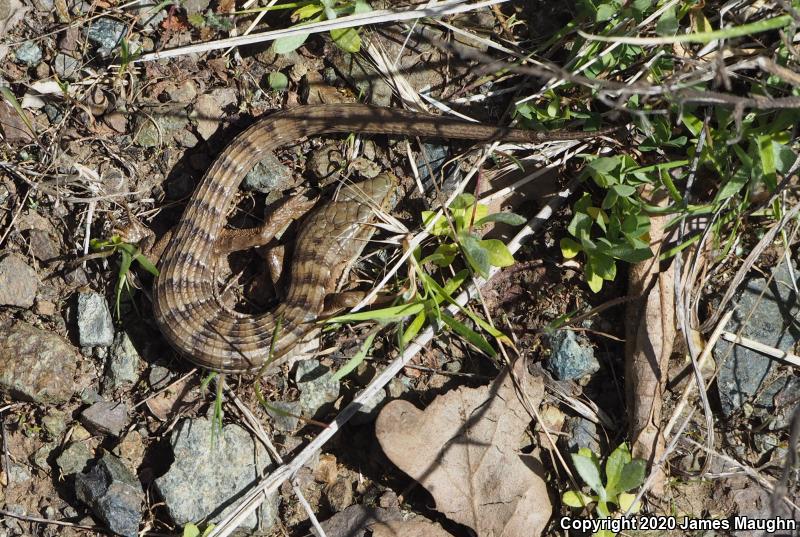 California Alligator Lizard (Elgaria multicarinata multicarinata)