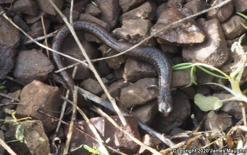 California Slender Salamander (Batrachoseps attenuatus)