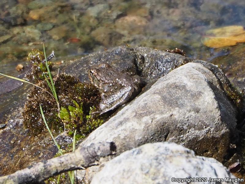 Foothill Yellow-legged Frog (Rana boylii)