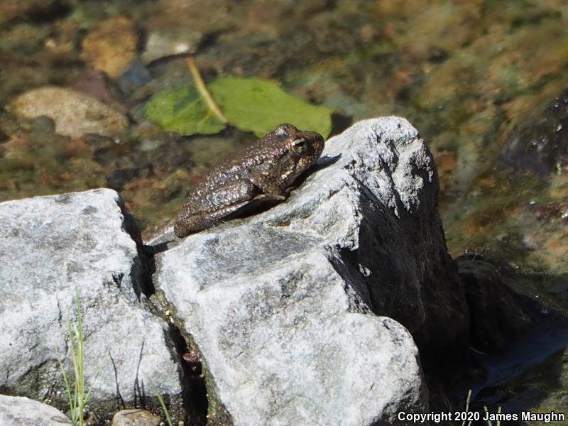 Foothill Yellow-legged Frog (Rana boylii)