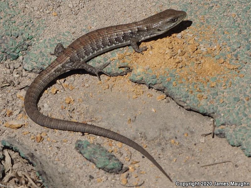 California Alligator Lizard (Elgaria multicarinata multicarinata)