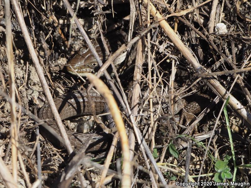 California Alligator Lizard (Elgaria multicarinata multicarinata)