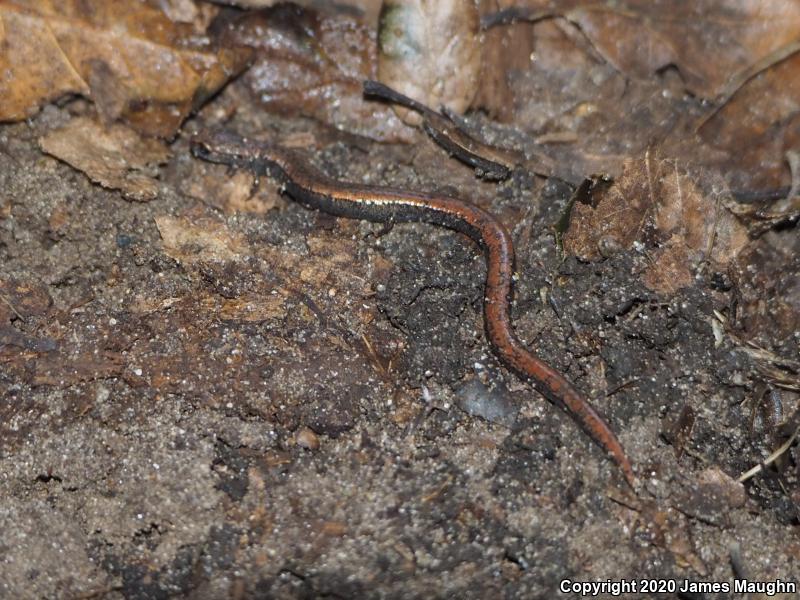 California Slender Salamander (Batrachoseps attenuatus)