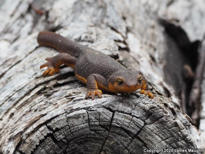 California Newt (Taricha torosa)