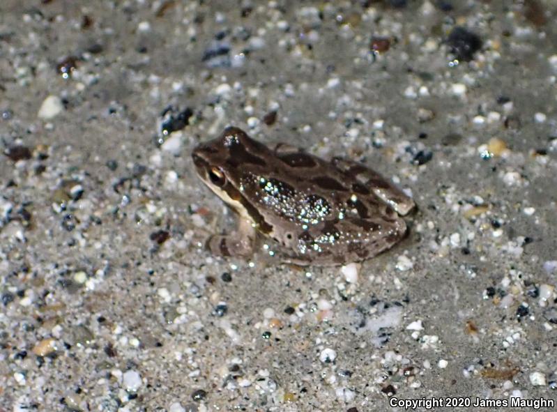 Sierran Treefrog (Pseudacris sierra)