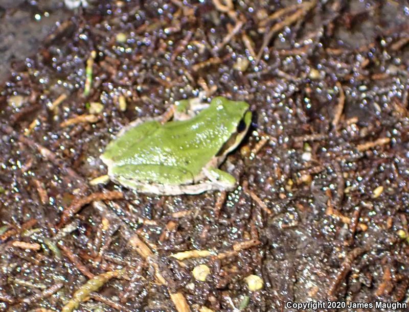 Sierran Treefrog (Pseudacris sierra)