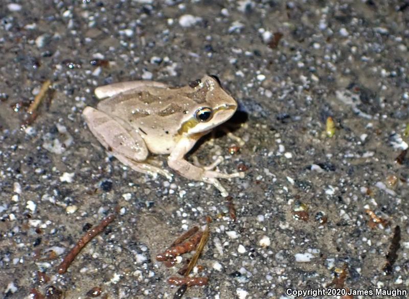 Sierran Treefrog (Pseudacris sierra)