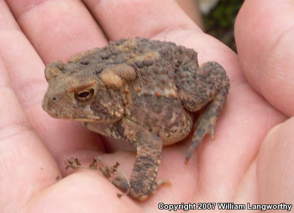 American Toad (Anaxyrus americanus)