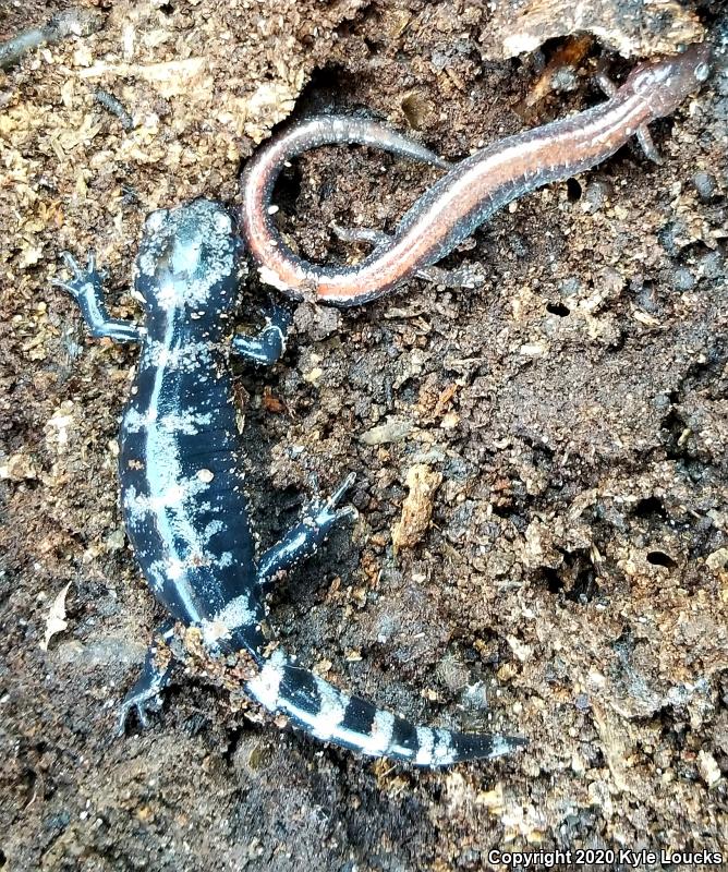 Marbled Salamander (Ambystoma opacum)